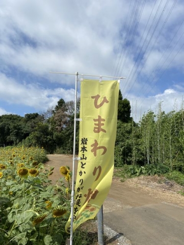 いわもとひまわり畑 (5)