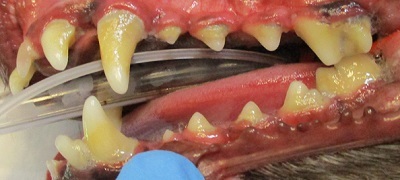 AQUAちゃん　犬の歯石除去2