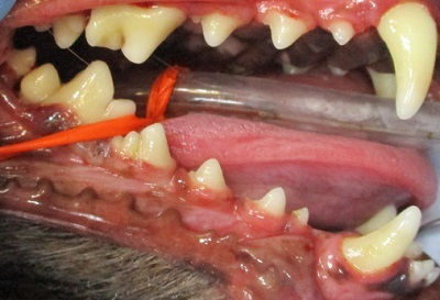 AQUAちゃん　犬の歯石除去3