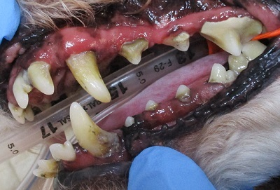 きなこちゃん　犬の歯石除去1