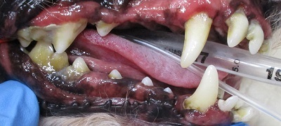 きなこちゃん　犬の歯石除去2