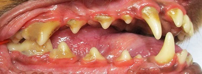 ここちゃん　犬の歯石除去1