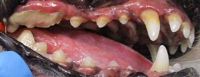 くぅちゃん　犬の歯石除去1
