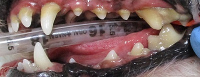 くぅちゃん　犬の歯石除去2