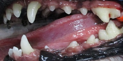 くぅちゃ44ん　犬の歯石除去4