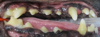 ゴン太ちゃん　犬の歯石除去1