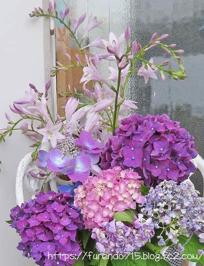 ギボウシと紫陽花