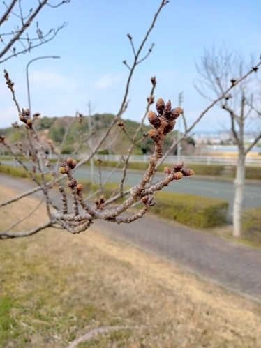 桜つぼみ