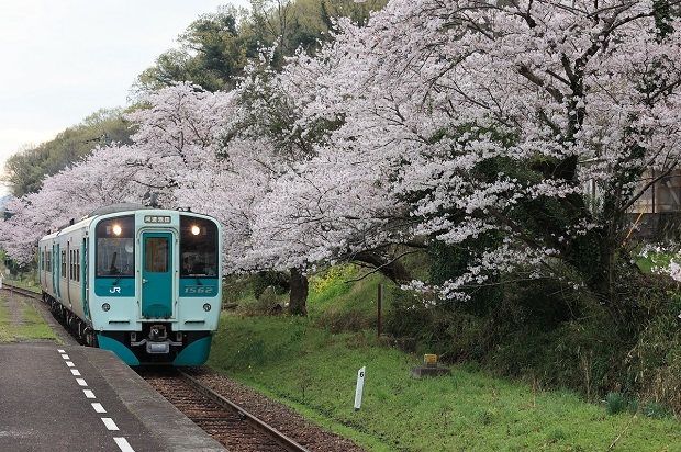 江口駅　徳島線　桜