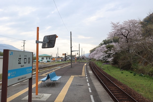 江口駅　徳島線　桜
