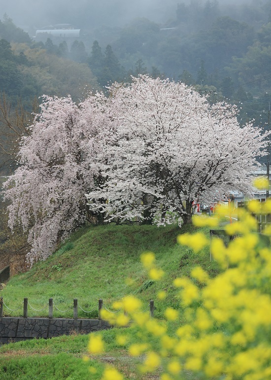 桜　雨　神山　菜の花