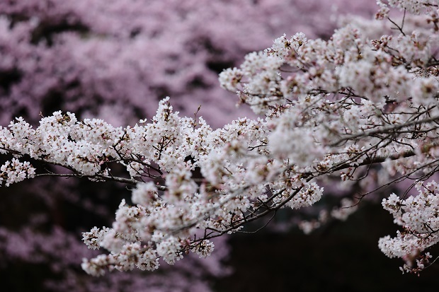 白鳥温泉　桜　2022