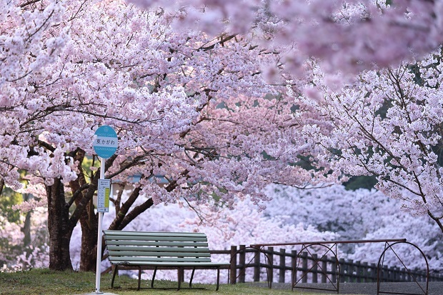 白鳥温泉　桜　2022