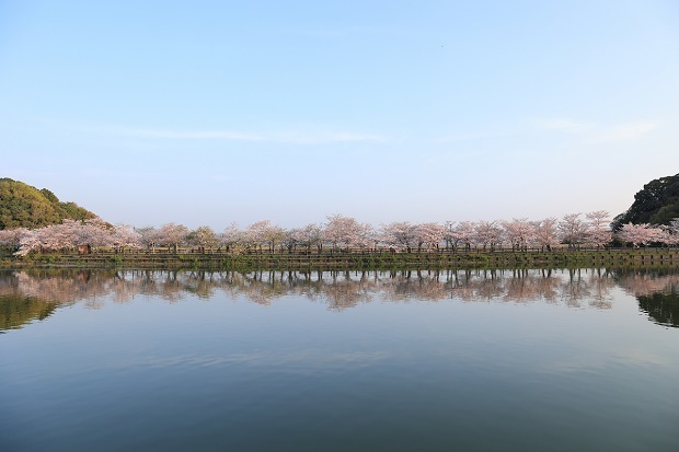 亀鶴公園　桜　2022