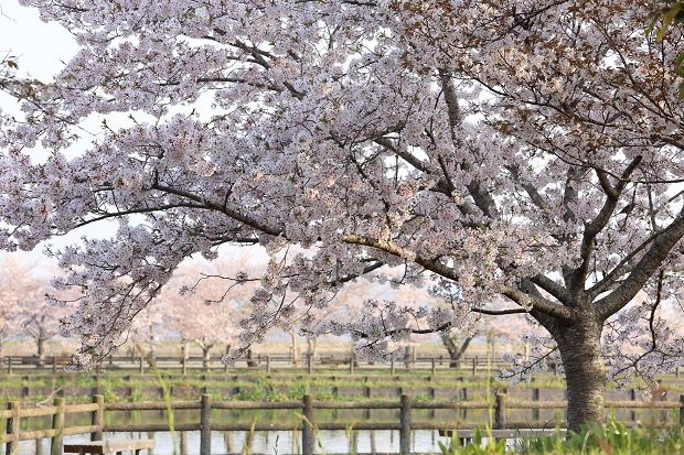 亀鶴公園　桜　2022