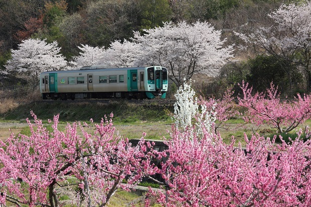 オレンジタウン　菜の花　桜　桃　列車