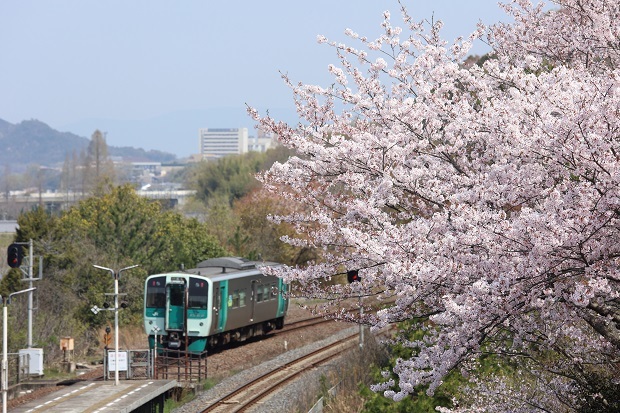 オレンジタウン　列車　桜