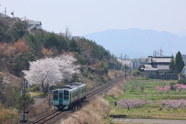 オレンジタウン　列車　桜