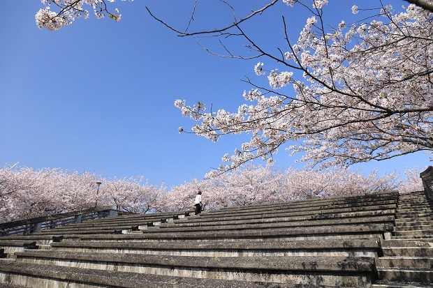 妙見山　撫養城　桜