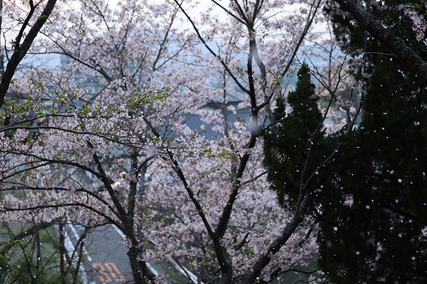 前山公園　三本松　桜