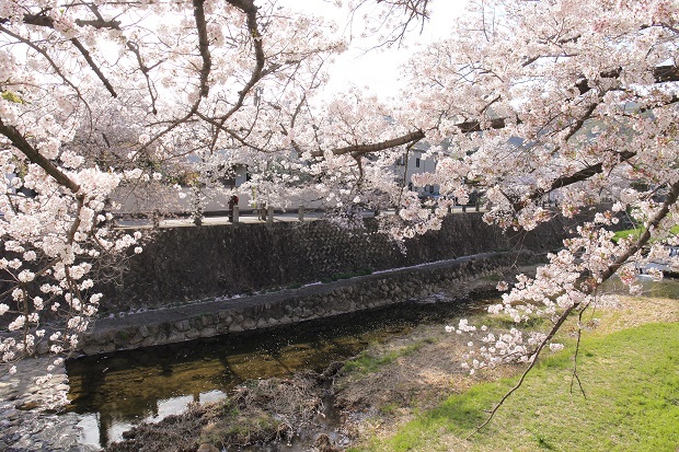 芦屋川　桜