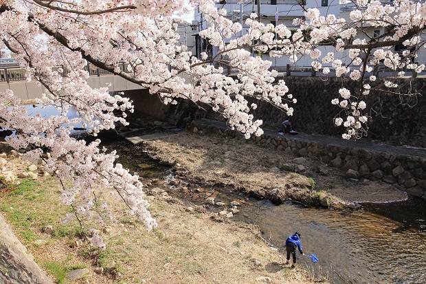 芦屋川　桜