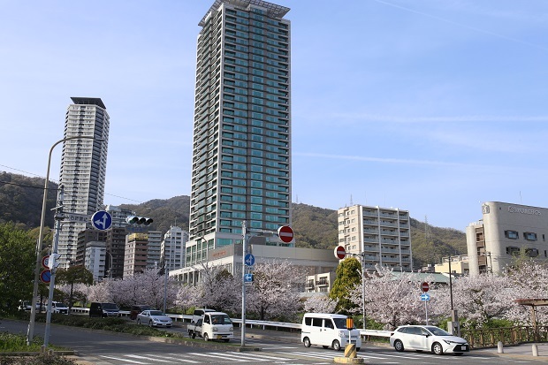新神戸駅　桜