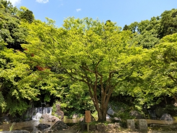 日本庭園11