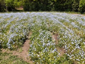花の丘6