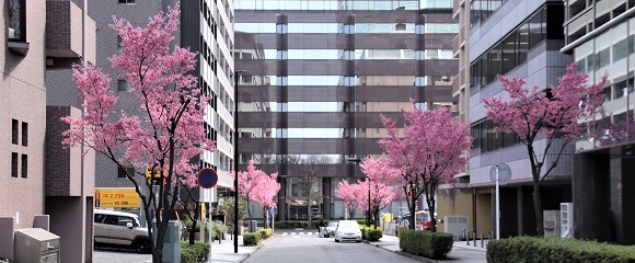 新横浜市街のおかめ桜
