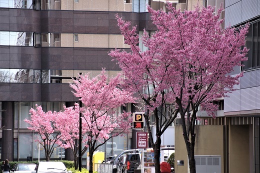 新横浜市街のおかめ桜1