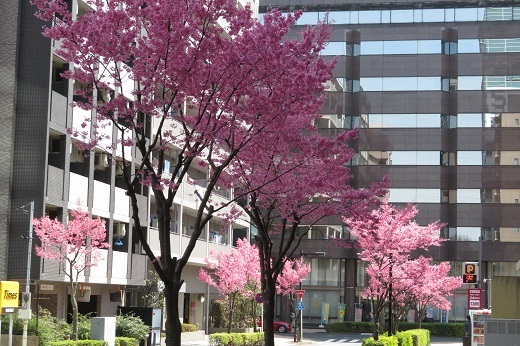 新横浜市街のおかめ桜2