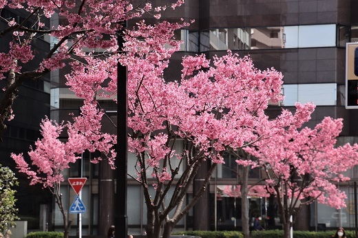 新横浜市街のおかめ桜3