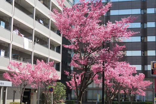 新横浜市街のおかめ桜4