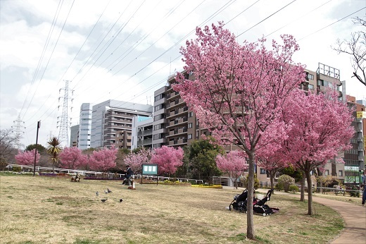 新横浜駅前公園のおかめ桜1
