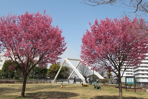 新横浜駅前公園のおかめ桜4