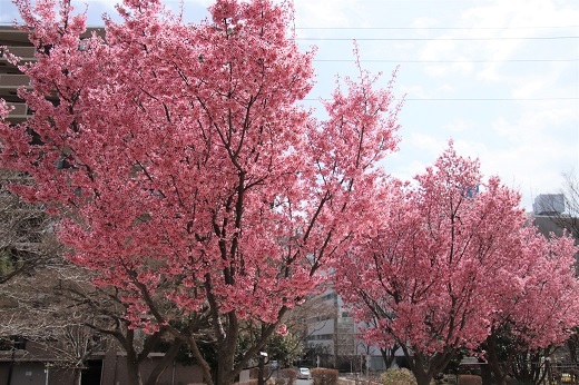 新横浜駅前公園のおかめ桜6