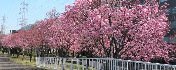 新横浜駅前公園の横浜緋桜