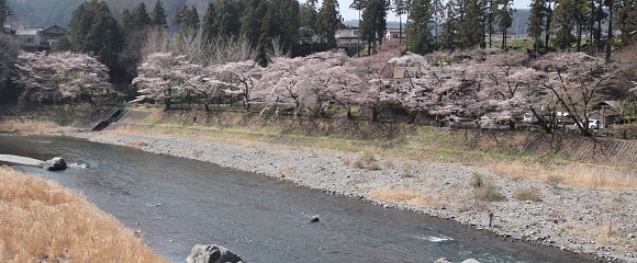 青梅釜の淵公園の桜並木