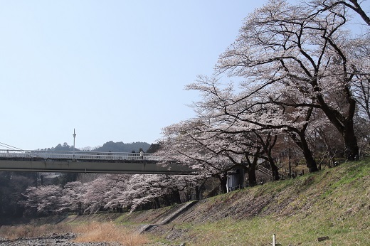 釜の淵公園の桜並木1