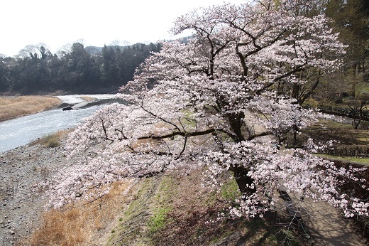 釜の淵公園の桜並木4