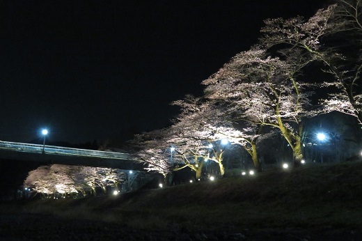 釜の淵公園の桜のライトアップ1