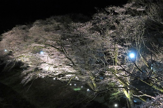釜の淵公園の桜のライトアップ2