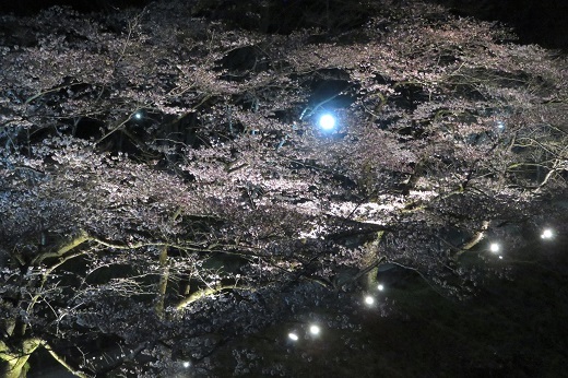 釜の淵公園の桜のライトアップ3