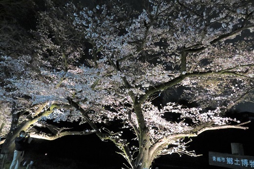 釜の淵公園の桜のライトアップ4