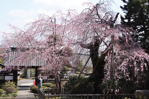 金剛寺の枝垂れ桜2