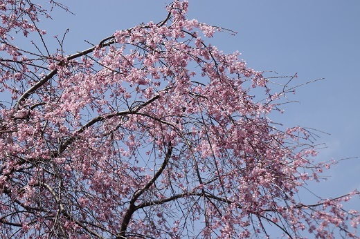 金剛寺の枝垂れ桜3