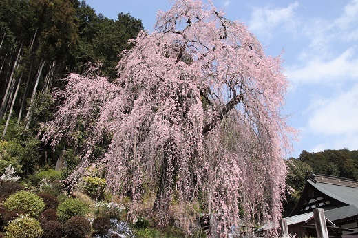 梅岩寺の枝垂れ桜1