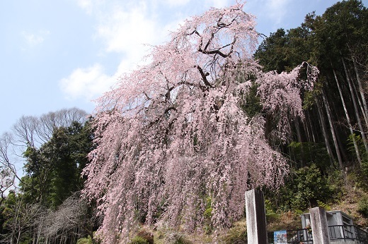 梅岩寺の枝垂れ桜2