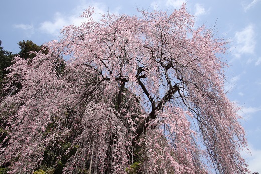 梅岩寺の枝垂れ桜3